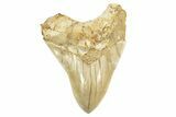 Serrated Fossil Megalodon Tooth - Repaired Cracks #226241-1